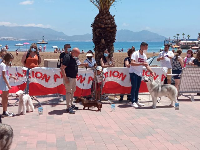 La bobtail 'Valentina' ha sido la campeona absoluta del IX concurso canino de Puerto de Mazarrón