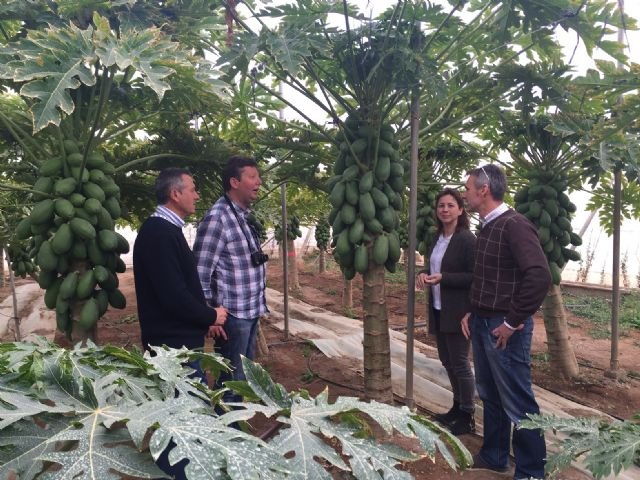 El IMIDA colabora con productores de Mazarrón en la mejora de cultivos tropicales para adaptarlos a las características de la Región