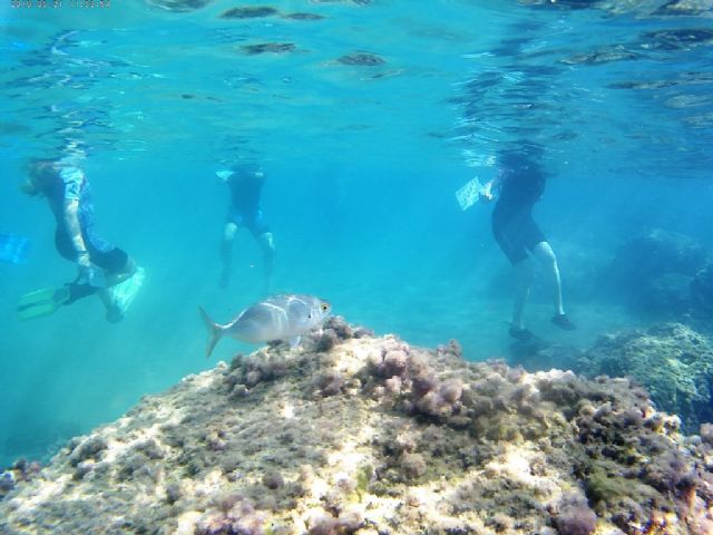 El proyecto ´Camonmar3´ pone de relieve la biodiversidad marina de la Bahía de Mazarrón