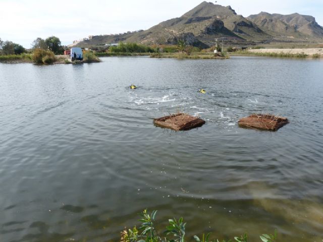22 ejemplares de malvasía cabeciblanca ´se dejan ver´ en las lagunas de Las Moreras