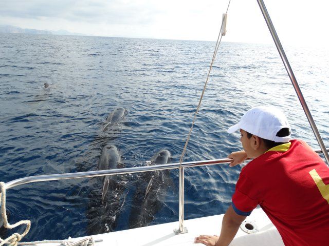 Una veintena de jóvenes disfruta de un avistamiento de cetáceos en la Bahía de Mazarrón