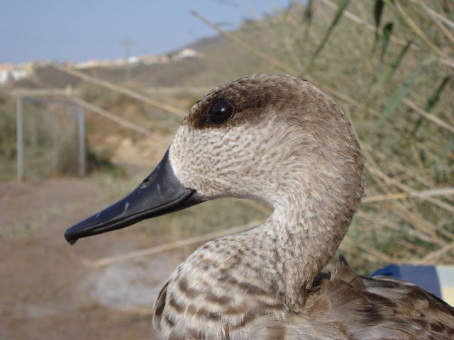 Abatida una cerceta pardilla, especie en Peligro Crítico, en el Parque Natural de Pego-Oliva (Alicante)