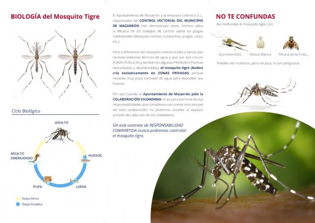 Una ordenanza municipal informa sobre cómo prevenir la incidencia del mosquito tigre