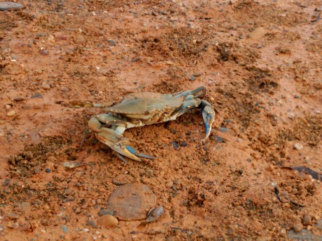 Ejemplar de cangrejo azul capturado en la desembocadura de la rambla de Las Moreras