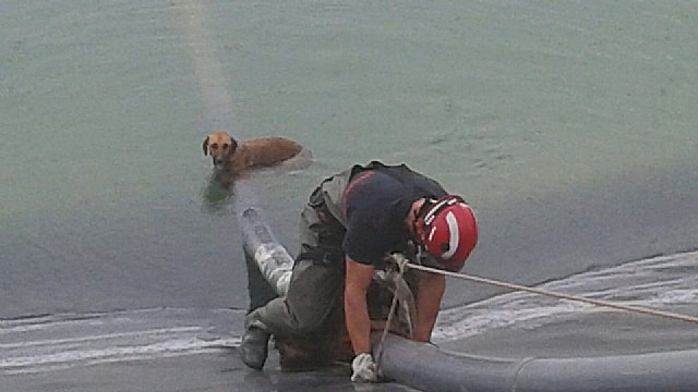 Bomberos del CEIS rescatan a 2 perros que habían caído a una balsa en Mazarrón